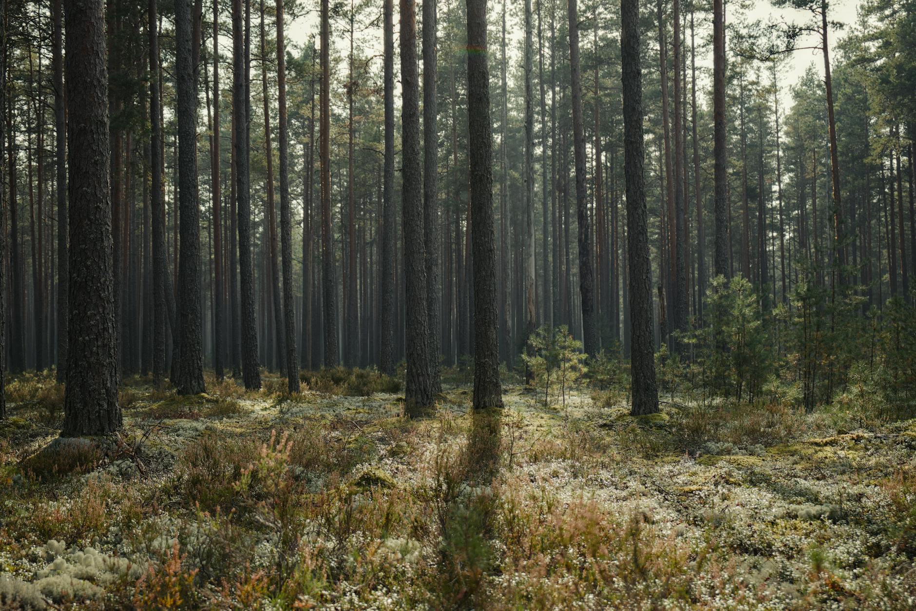 Spacery w Knurowie. Trasy do 7 km na weekend marcowy