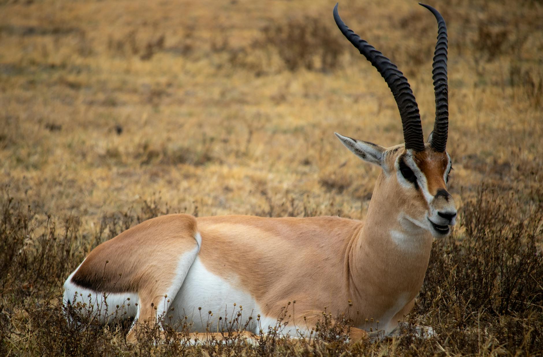 Logo Urzędu Miasta Knurów obok napisu 'Rusza druga edycja małych grantów'