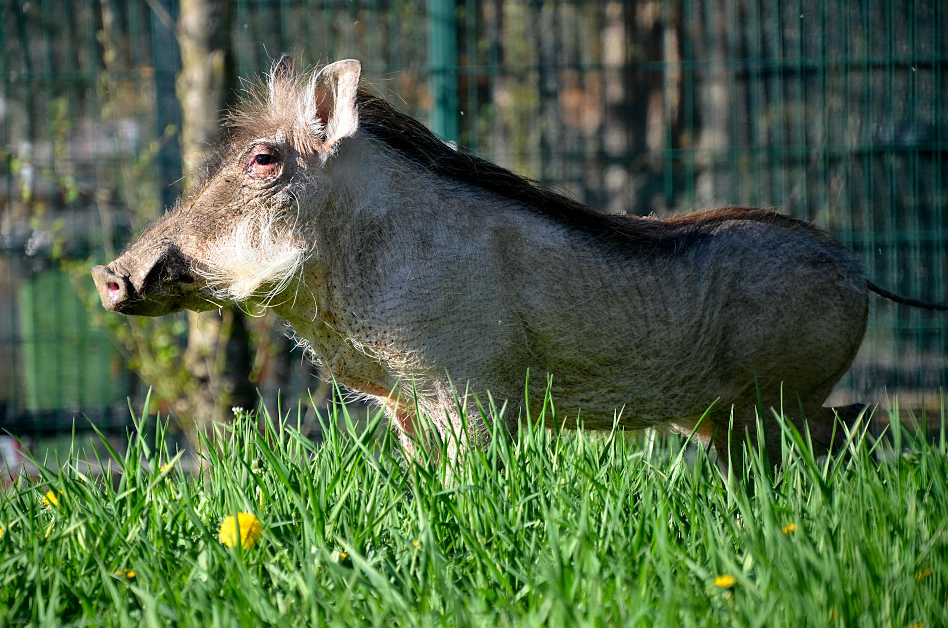 Zielone gałązki brzozy jako ozdoba podczas Zielonych Świątek w Knurowie.